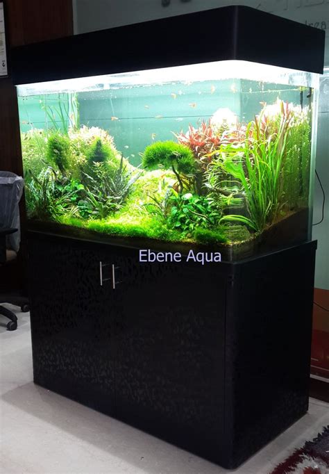 Ebene Aquarium Service